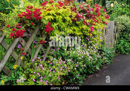 Trellis with climbing roses, front garden picket fence red rose climbing climbers pink purple flower flowers gardens plant Stock Photo