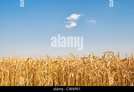 Wheat field Stock Photo