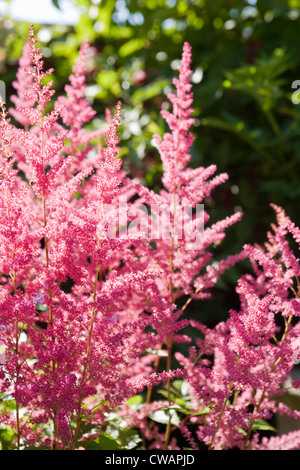 Pink Astilbe growing in a Scottish garden. Stock Photo