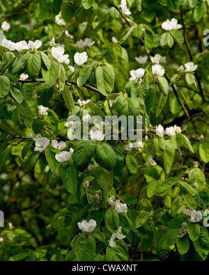 Blossom of quince tree Cydonia oblonga variety Vranja Stock Photo