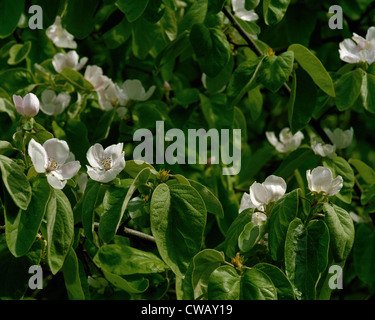 Blossom of quince tree Cydonia oblonga variety Vranja Stock Photo