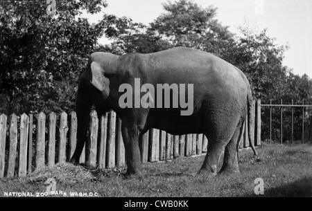 Elephant eating at National Zoo Park, Washington DC, circa 1910s. Stock Photo