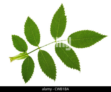 Serrate leaf. Closeup of a green leaf with serrated edge. Serrated leaf ...