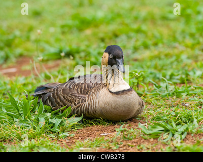 Sleeping Nene Goose in Kauai Hawaii Stock Photo