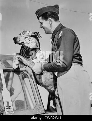 World War II, Tiger, a six-month old, 125 pound great dane earned his Sergeant's stripes by rousing a whole barracks of men at Stock Photo
