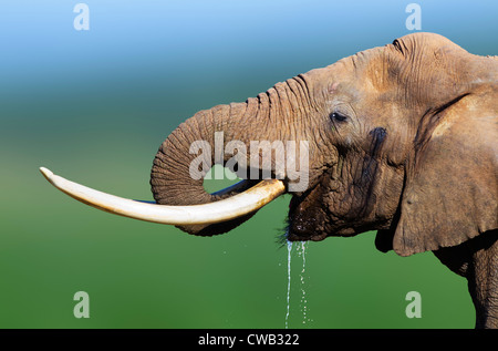 Elephant drinking water close-up - Addo National Park - South Africa Stock Photo