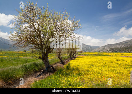 Oropedio Lasithiou or Lasithi Plateau, Crete, Greece Stock Photo