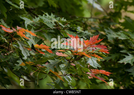 young oak tree with turning leaves Stock Photo