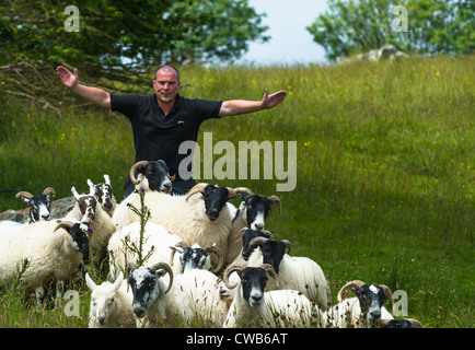 Sheep herding on the edge of the village of Carrick in south Donegal, Republic of Ireland. Stock Photo