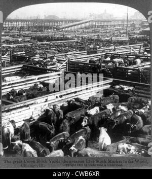 Scene in the Great Union Stockyards, Chicago, Ill. Stereocard, ca. 1900 Stock Photo