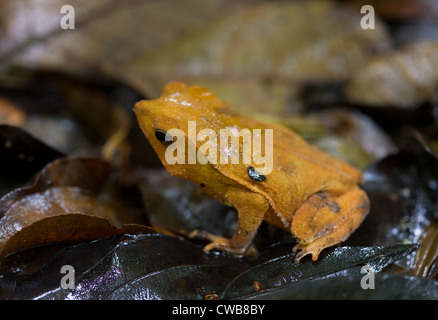 SOUTH AMERICAN COMMON TOAD (Bufo typhonius) camouflaged in leaflitter. Also called Crested or Litter Toad, Iwokrama forest reser Stock Photo