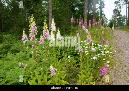 foxglove foxgloves wild flower flowers growing in swedish forest sweden flora and forna growing wild Stock Photo