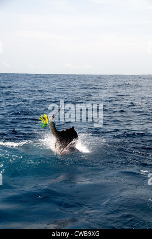 A sailfish takes to the air trying to dislodge a hard-head, skirted lure in the ocean. Stock Photo