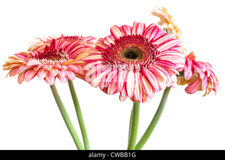 Bunch of pink and white Gerbera daisy flowers with stems.  Isolated close up view. Stock Photo