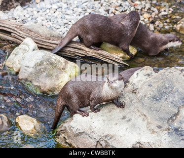Asian short-clawed otters (Aonyx cinerea), or the oriental small-clawed otter, or the Asian small-clawed otter (smallest otter) Stock Photo