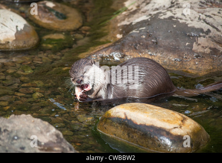 Asian short-clawed otter (Aonyx cinerea), or the oriental small-clawed otter, or the Asian small-clawed otter (smallest otter) Stock Photo