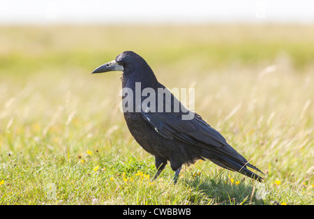 Black raven (Corvus corax) standing in a field in the Isle of Wight, southern England Stock Photo