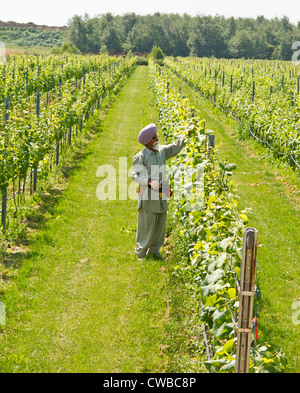 Sikh Indian man tends to grape plants at Lulu Island Winery's display garden in Richmond, British Columbia, Canada. Stock Photo