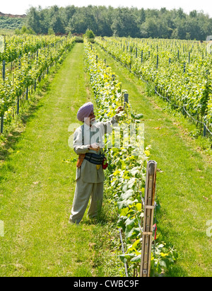 Sikh Indian man tends to grape plants at Lulu Island Winery's display garden in Richmond, British Columbia, Canada. Stock Photo