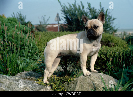 SIDE VIEW OF ADULT FAWN FRENCH BULLDOG STANDING IN GARDEN / IRELAND Stock Photo