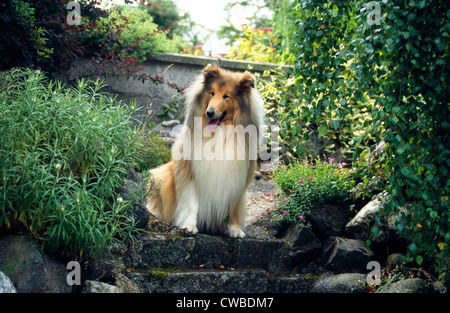 BEAUTIFUL ROUGH COLLIE SITTING ON STEPS Stock Photo