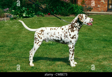 SIDE VIEW OF ADULT DALMATIAN STANDING OUTSIDE / ENGLAND Stock Photo