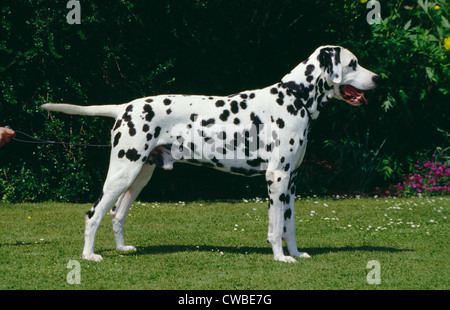 SIDE VIEW OF ADULT DALMATIAN STANDING OUTSIDE / ENGLAND Stock Photo