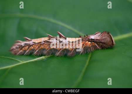 https://l450v.alamy.com/450v/cwbegf/closeup-of-caterpillar-of-morpho-butterfly-on-leaf-at-the-butterfly-cwbegf.jpg