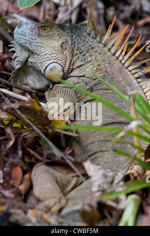 Green Iguana (Iguana iguana) on grounds of Selva Verde Lodge, Puerto Viejo de Sarapiqui, Heredia, Costa Rica Stock Photo