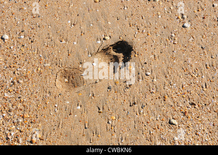 Footprint in sand, hot golden sandy beach, small shells and stones, midday sun, Costa de la Luz. Stock Photo
