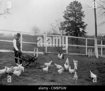 Booker T. Washington  (1856-1915), feeding his chickens with greens raised in his own garden, Tuskegee Institute.  His Stock Photo