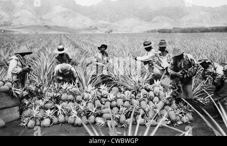 Agricultural workers, possibly Japanese-Americans, harvesting pineapples on a plantation in Hawaii, ca. 1920. Japanese Stock Photo