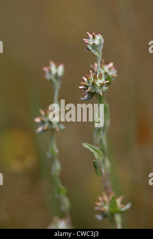 Red-tipped Cudweed (Filago lutescens) Stock Photo