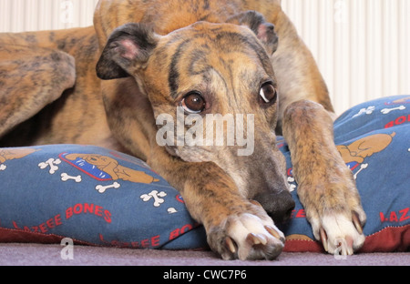 Close up portrait of a beautiful brindle coloured greyhound resting on his bed. Stock Photo