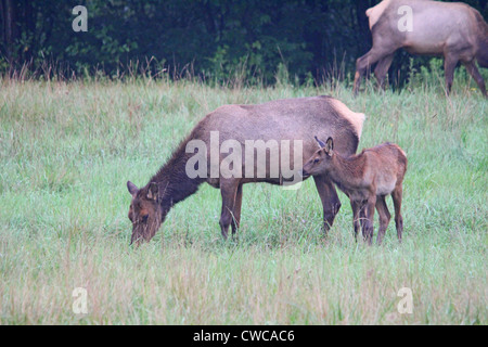 An elk calf next to his mother. Stock Photo
