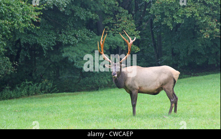 A bull elk in a field licking his lips. Stock Photo