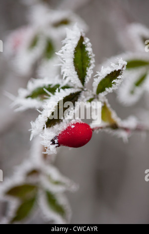 Rose Hips in a harsh hoarfrost UK Stock Photo