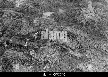 Vietnam War. Aerial view of US Marines advancing through five-foot-high elephant grass during Operation Meade River. They were Stock Photo
