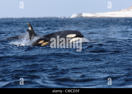 Killer Whales Orcinus orca mother and calf off Hornoya Vardo Varanger Fjord Finnmark Norway Stock Photo