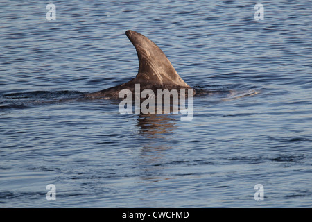 Risso's Dolphin Grampus griseus Catfirth Shetland Scotland UK Stock Photo
