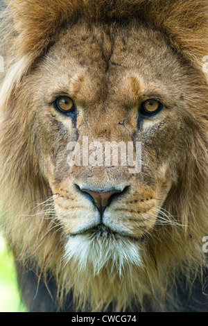 Male African Lion up close. Stock Photo