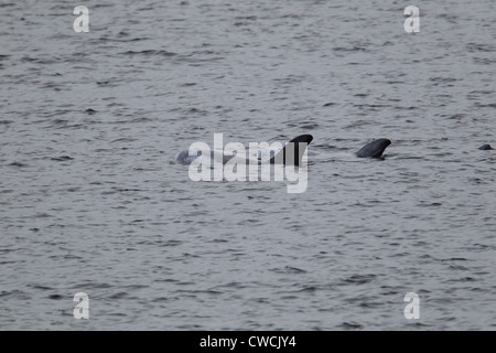 Risso's Dolphins Grampus griseus Catfirth Shetland Scotland UK Stock Photo