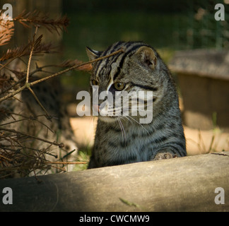 Fishing Cat Prionailurus viverrinus looking over log in shade Stock Photo