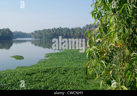 Kerala Backwaters scenery from Veli Akkulam Lake in Trivandrum India Surrounded by Algae weeds Stock Photo