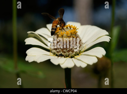 Honey Bee in flower Stock Photo