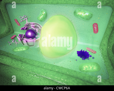 Plant cell cutaway science illustration Stock Photo