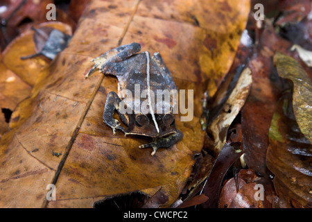 COMMON SOUTH AMERICAN TOAD (Bufo margaritifera also known as Bufo typhonius) in leaf litter, Iwokrama forest reserve, Guyana Stock Photo