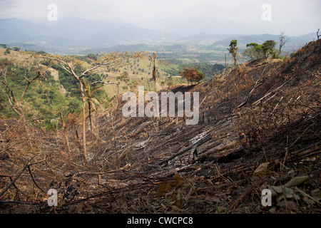 DEFORESTATION of rainforest to expand cattle ranching pasture, Barinas, Venezuela. Stock Photo