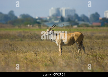 ELAND (Taurotragus oryx) with Nairobi city in background, Nairobi National Park, Kenya. Stock Photo