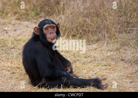 CHIMPANZEE young (Pan troglodytes) Ol Pejeta, Sweetwaters Chimpanzee Sanctuary, Kenya. Stock Photo